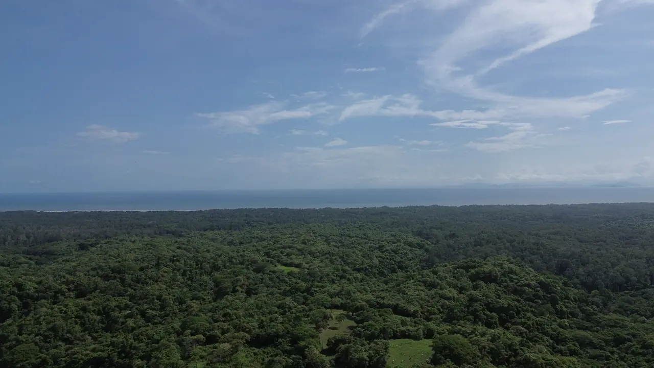 Bosque tropical costarricense que se extiende hacia el horizonte con cielo despejado